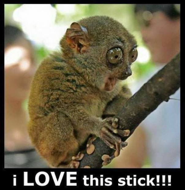 10906218_10155508992585153_6198056246850885464_n