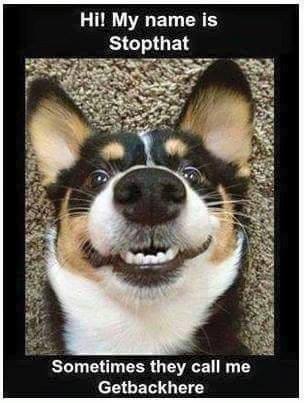 11229826_10155502794955153_8503222687219456727_n