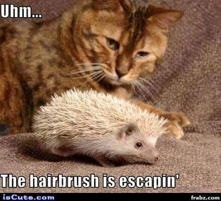 11233175_10155659937290153_2679380626497600541_n